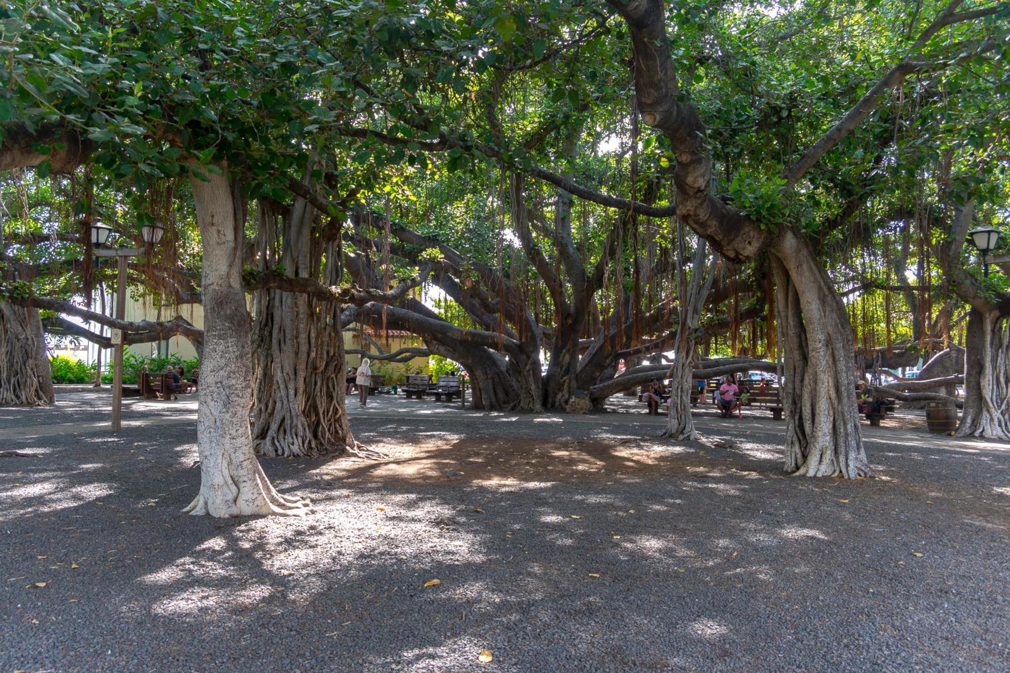 Ferienwohnung Paki Maui 222 Napili-Honokowai Zimmer foto
